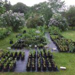 Cherry Valley Lilacs Nursery